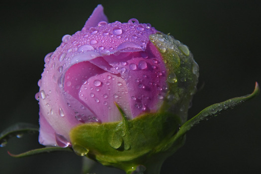 Peony Bud