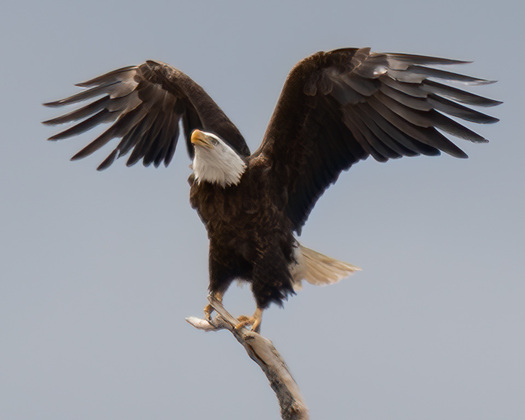 Bald Eagle