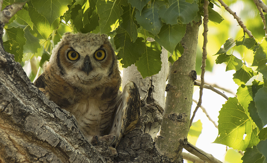 Great Horned Owl Chick
