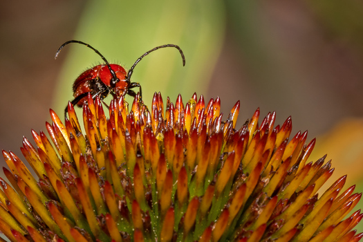 Round-necked Longhorn
