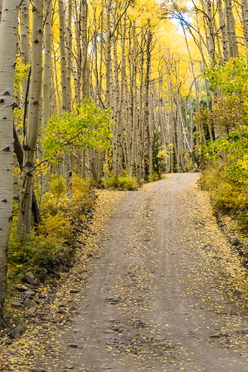 Dirt Road Through Trees