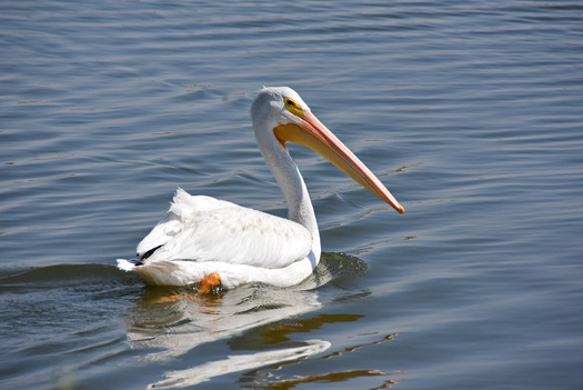 American White Pelican