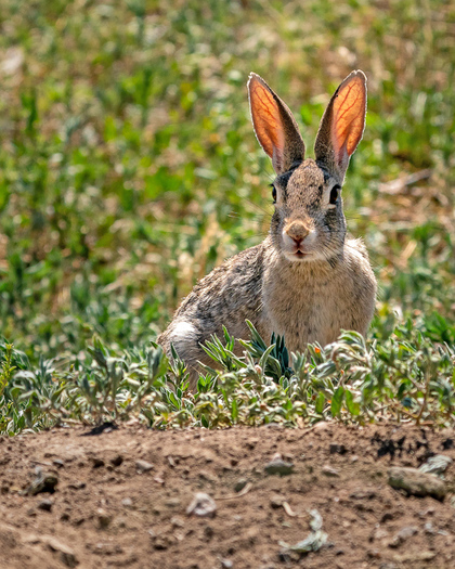 Eastern Cottontail