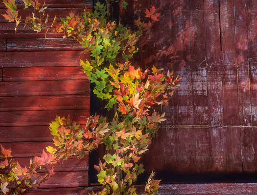 Fall Foliage in Front of a Barn Wall