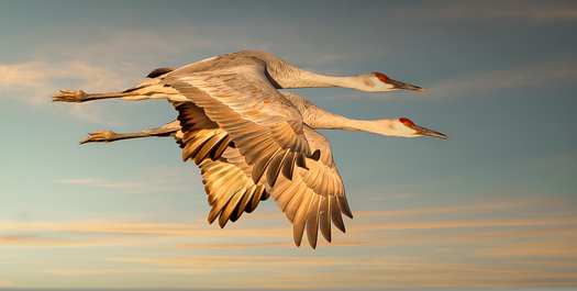 Sandhill Cranes