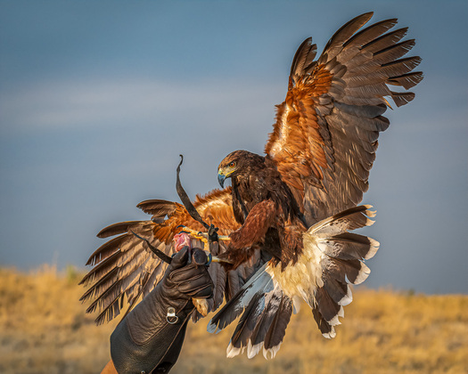 Harris Hawk