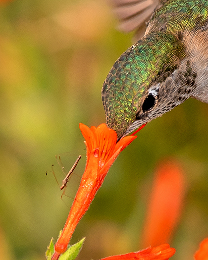 Stile Bug on a Flower Visited by a Hummingbird