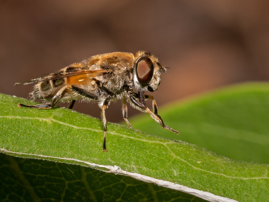 Fly on a Leaf