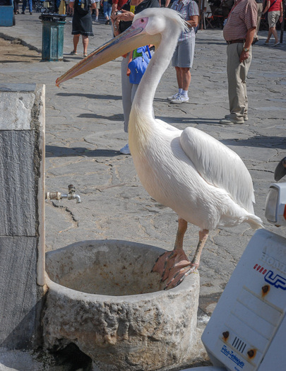 Pelican at a Spigot