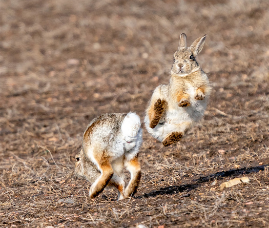 Jumping Collontails