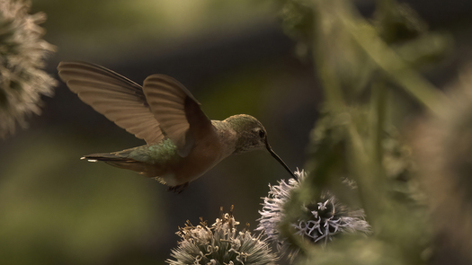 Hummingbird at Flower