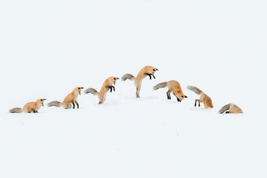 jumping fox