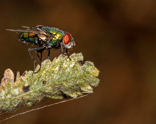 Greenbottle Fly