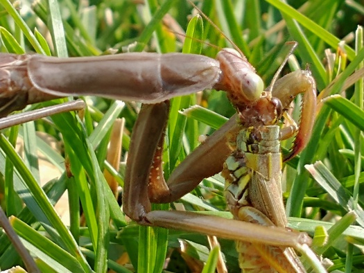 Praying Mantis