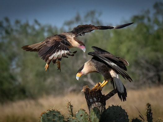 Caracaras