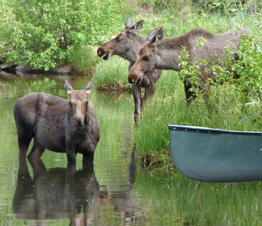 three moose in water