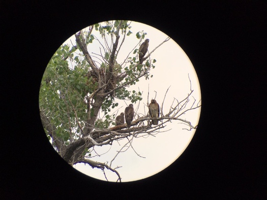 Raptors in a tree