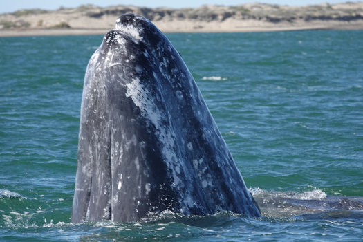 breaching whale