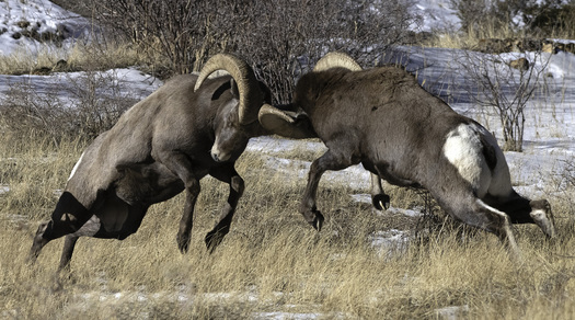 butting bighorns