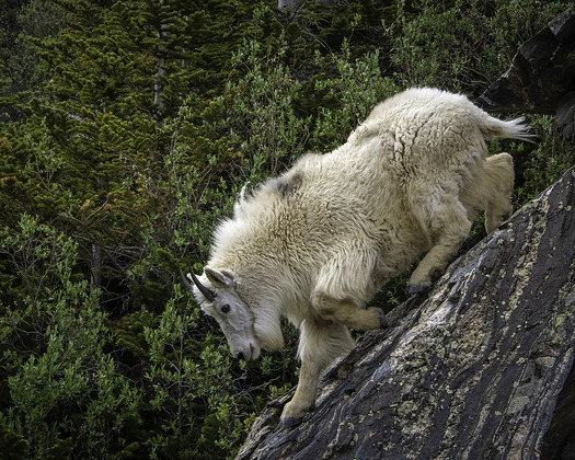 Mountain Goat
