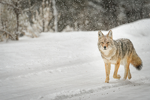 Coyote walking on a Snow-covered Road