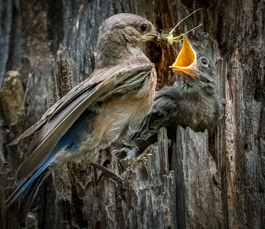 Bluebird feeding Chick