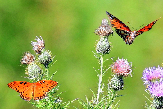 Two Butterflies and Blooming Thistles