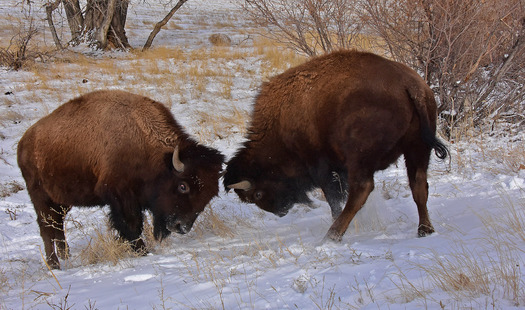 Two Bison About to Butt Heads
