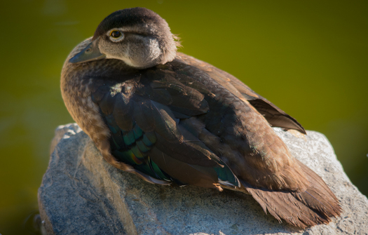 Duck on a Rock