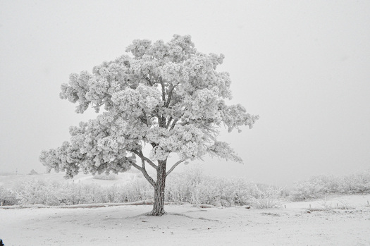 Scene with Snow-covered Tree