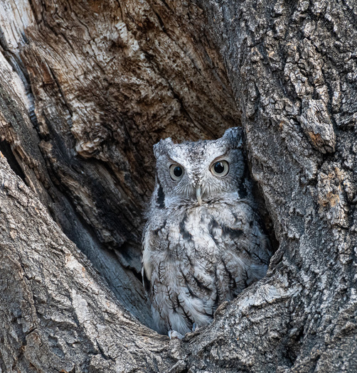 Eastern Screech Owl