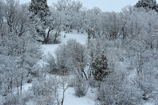 Snow and Trees