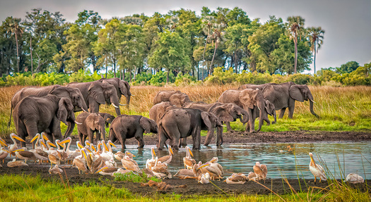 Elephants and Pelicans