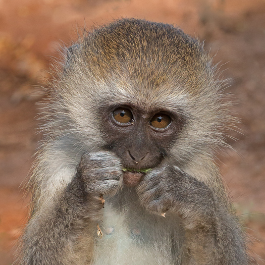 Young Monkey Eating