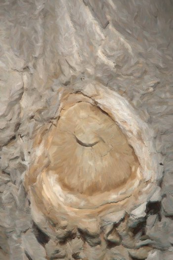 Artistically Processed Tree Cross Section