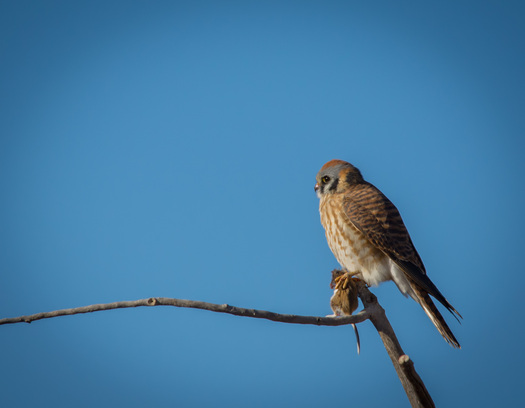 American Kestrel with a Mouse