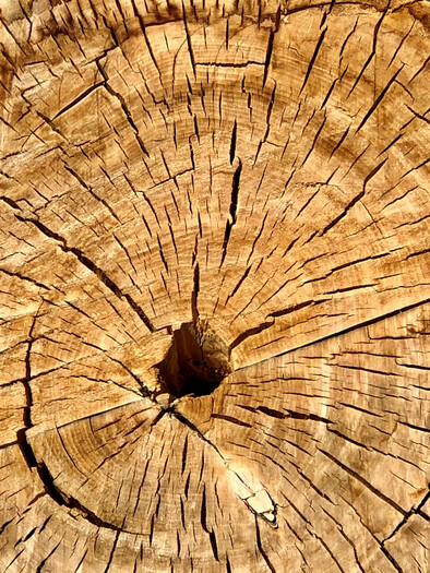 Tree Cross Section