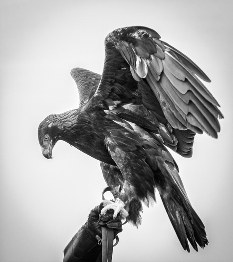 Captive Golden Eagle