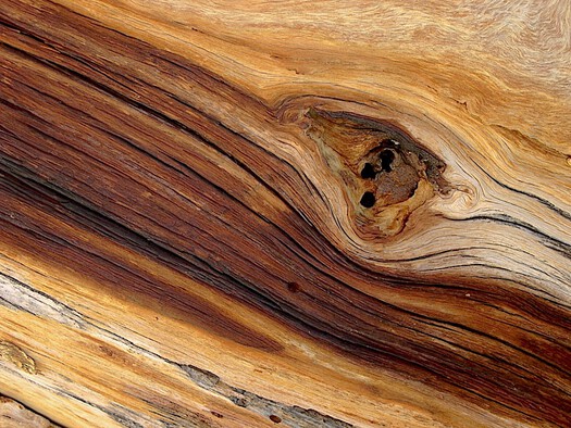 Dead Wood
