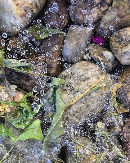 Ice, Leaves and Rocks