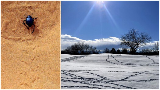 Two photos: one of a beetle leaving tracks in sand, the other tracks in snow