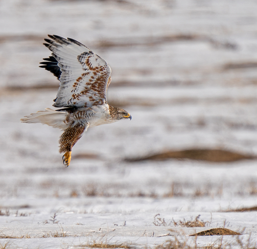 Ferruginous Hawk in Flight