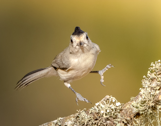 Black-crested Titmouse Landing