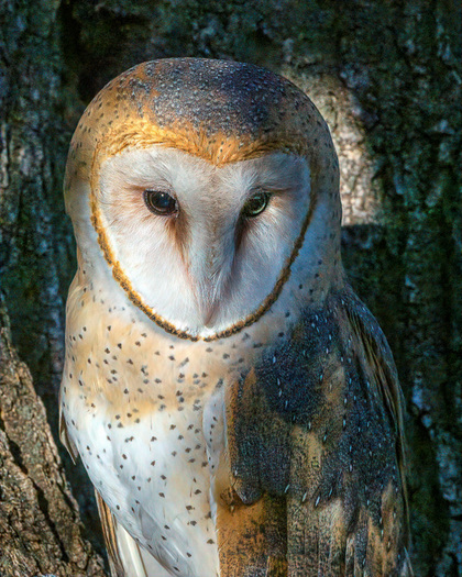 Barn Owl in a tree