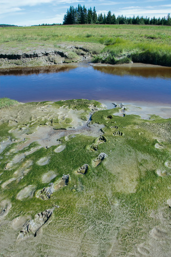 Bear tracks in mud