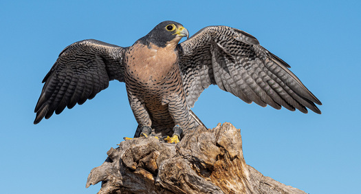 Perigrine Falcon on a stump