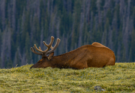 Sleeping Elk