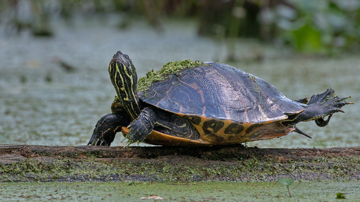 Turtle balanced on a log