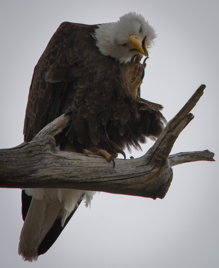 Bald Eagle Scratching Its Chin