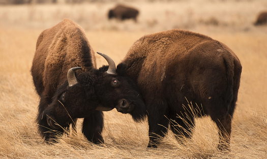 Jousting American Bisons